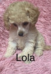 Female and male toy poodle sale