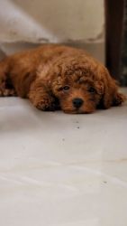 2 months old Toy poodle exotic breed for sale