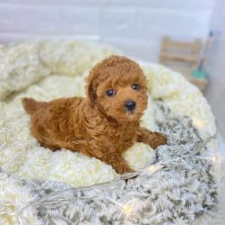 Male Toy Poodle Puppies for sale.