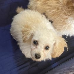 Toy Poodle Male