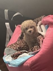 Female Toy Poodle