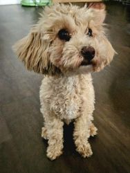 6 Month Old Toy Poodle Apricot Male