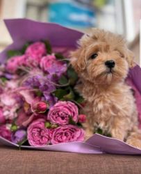 Male and Female Toy Poodle Puppies