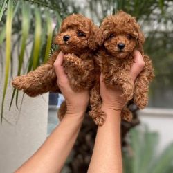 red toy poodle puppies