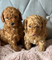 TOY POODLE READY FOR SALE