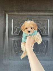 maltipoo toy pooddle for rehoming