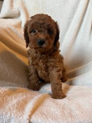 Red apricot toy poodle puppies