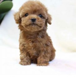 Excellent Quality Toy Poodle Puppies For Sale In mumbai