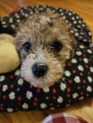 Bailey Toy Poodle