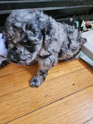 Brent Toy Poodle
