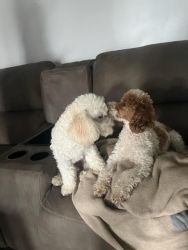 Beautiful Toy Poodles