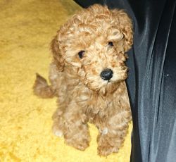 Cute and cuddly litter of AKC toy poodles!!