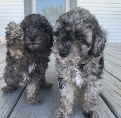 Cutest male toy poodles