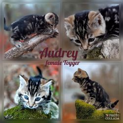 Audrey female Toyger kitten