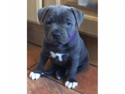 ** Top Quality Blue Staffordshire Bull Terriers Townsville
