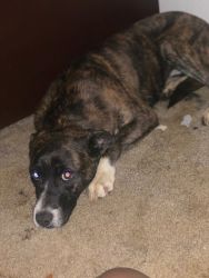 tennessee brindle mix for sale