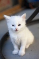 Amber eyed Turkish Angoras Kittens