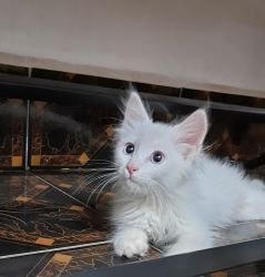 3 month old blue eyed Turkish Cat