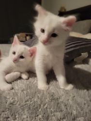 Kittens 9-weeks old
