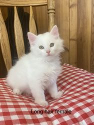 Long hair white kitten