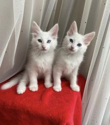 Turkish Angora Kittens For Sale