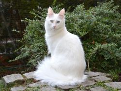 Turkish Angora ) Top Quality Male Available In DelhI Sale