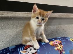 Turkish Van Kitten Dora