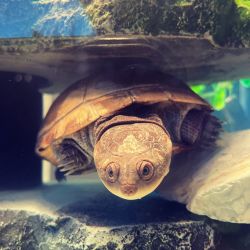 4 year old African sideneck turtle-free to a good home