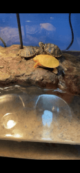 Albino and Yellow belly slider Turtle for sale