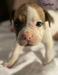 Valley Bulldog Puppies Available