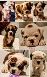 Adorable Valley Bulldog Puppies for Sale