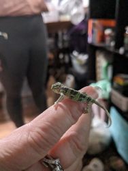 Baby Veiled Chameleons