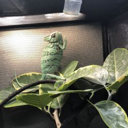 4 month old female veiled chameleon for sale