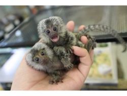 Lovely Finger Marmoset Monkeys for sale