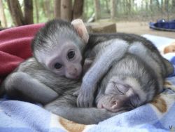 outstanding velvet monkeys