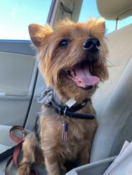 Baxter 5 year old male Yorkie