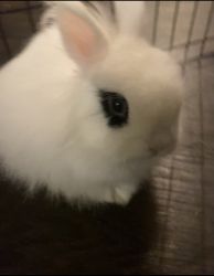 Bunny with 2 cages for sale