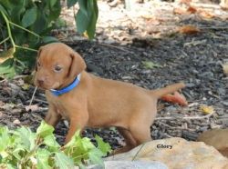 Playful And Lovely Vizsla Puppies