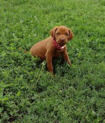 Great hunting/pointers AND family dogs for sale