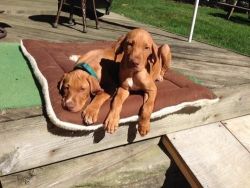 Brown and Good looking Vizsla puppies for sale.