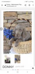 Winerimer puppy for sale
