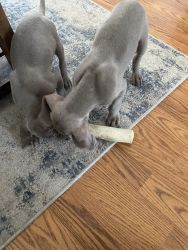 2 Male puppies