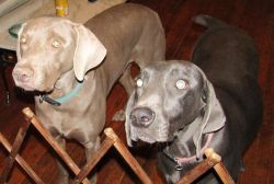 Weimaraner adults male and female, must stay together