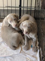 Weimaraner pups for sale.