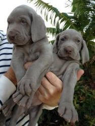 Weimaraner Puppies for sale now