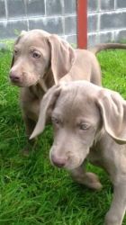 Registered Weimaraner Pups For Sale
