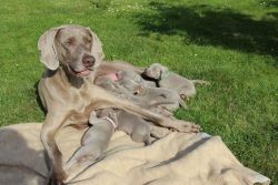 Weimaraner short coated puppies with pedigree