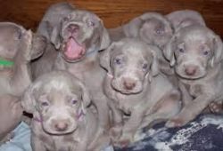 weimaraner puppies for sale