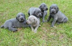 Silver and Blue Weimaraner puppies Ready