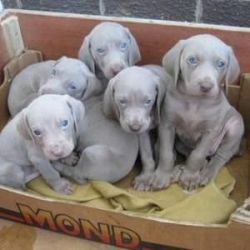 Beautiful weimaraner pups